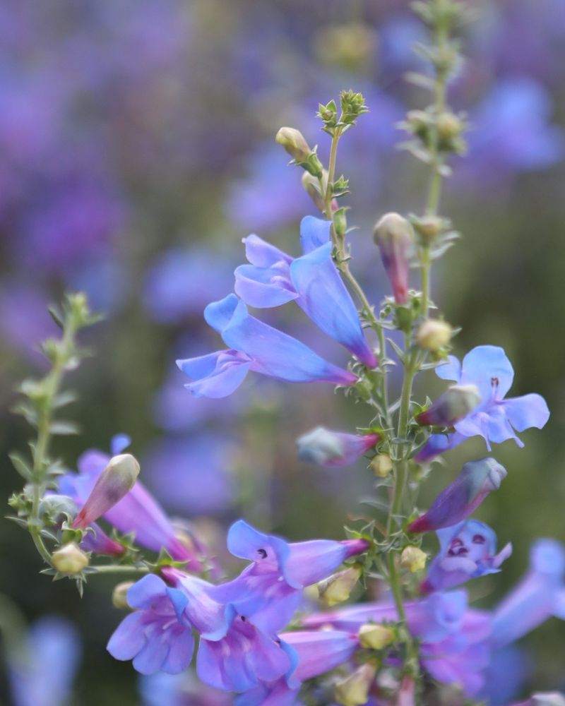 Penstemon