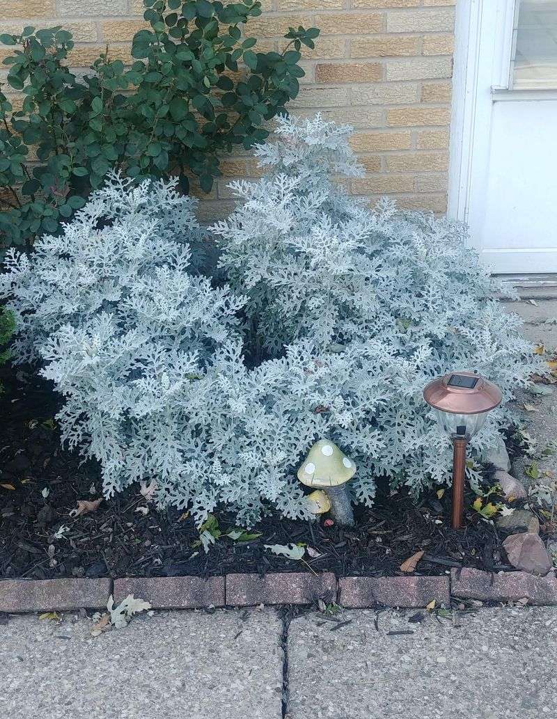 Dusty Miller
