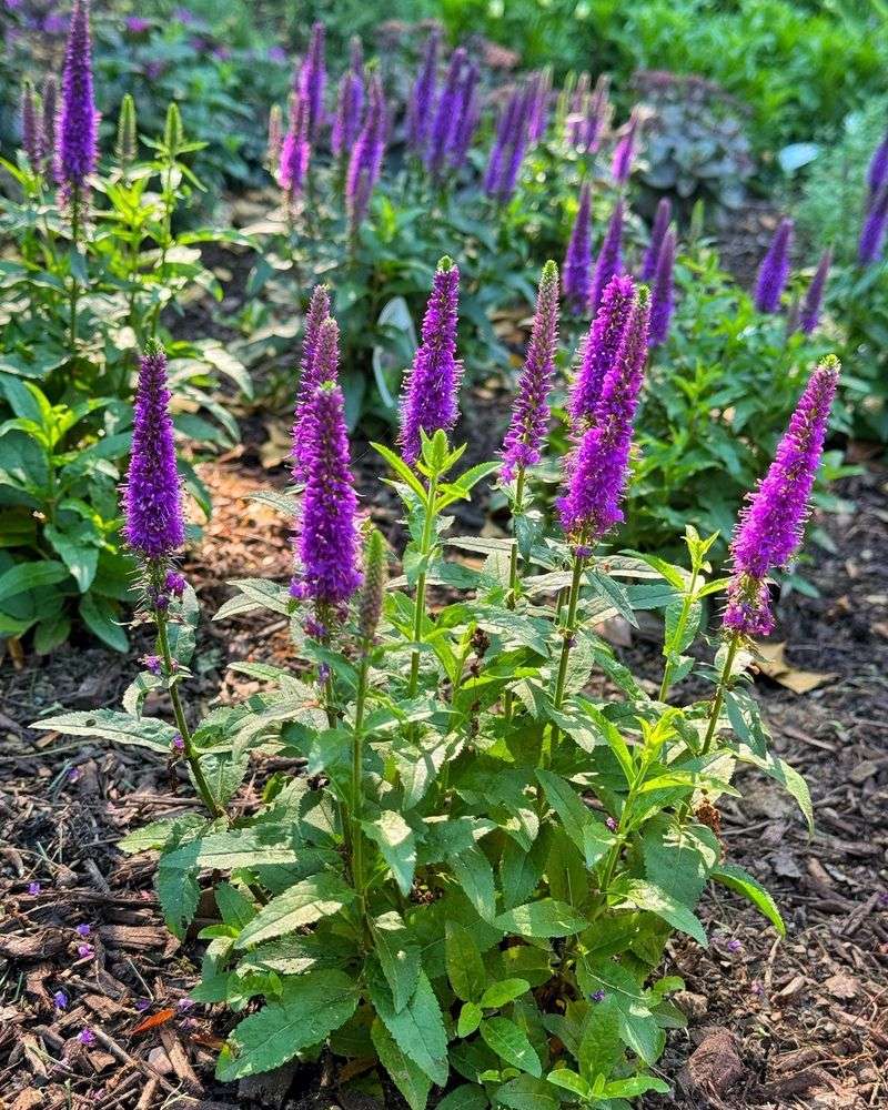 Speedwell Sprints Through Summer