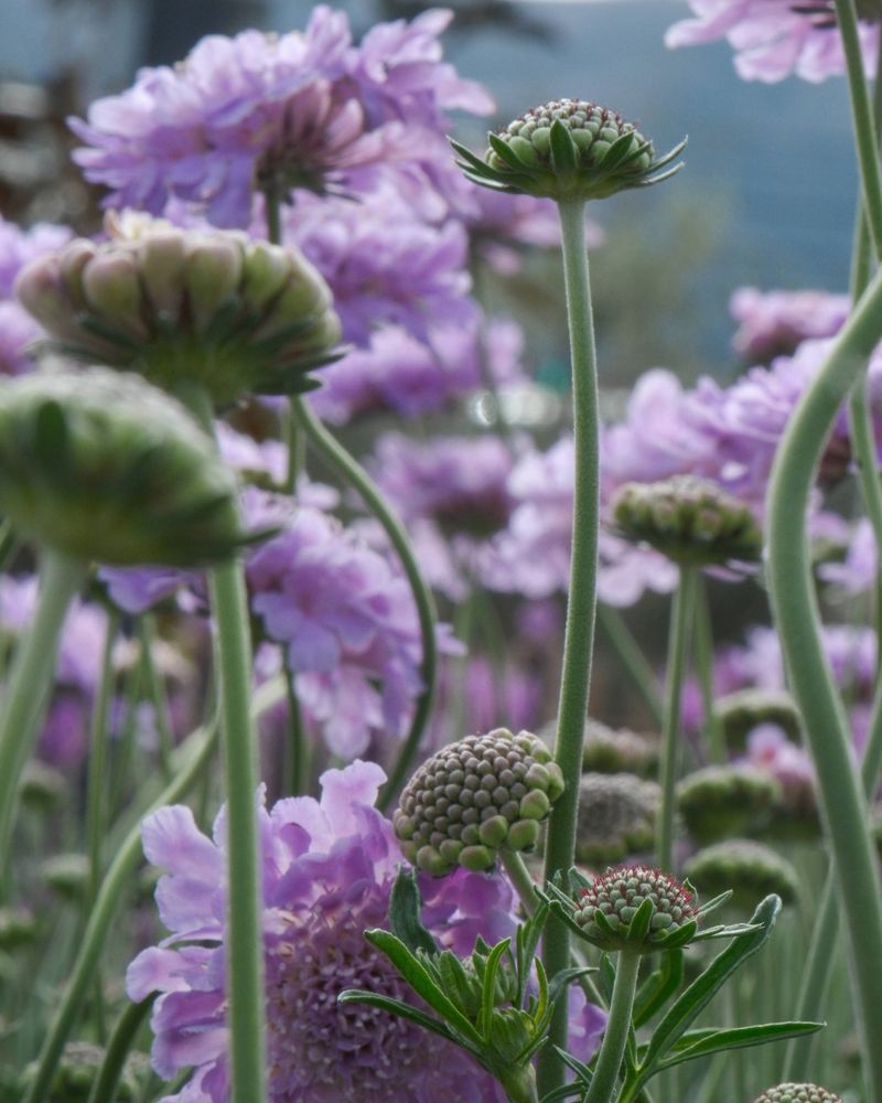 Scabiosa (Pincushion Flower)