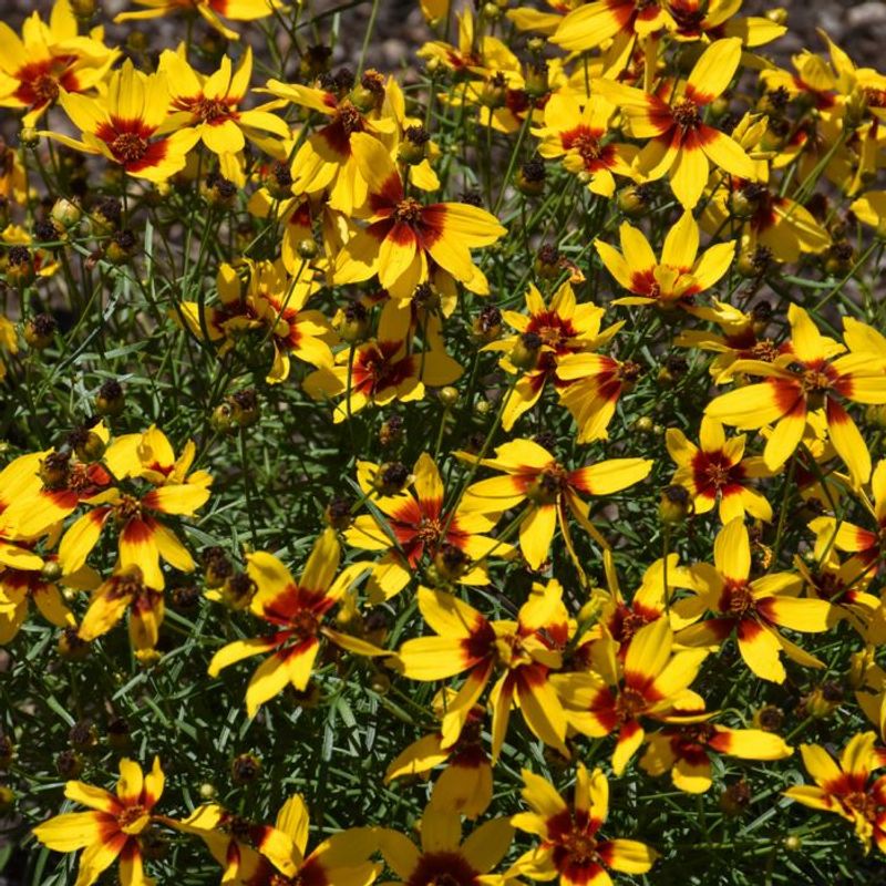 Coreopsis: Cheerful Daisy-like Blooms