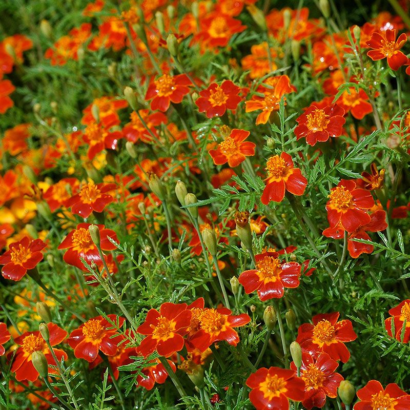 Marigolds: The Citrus Surprise