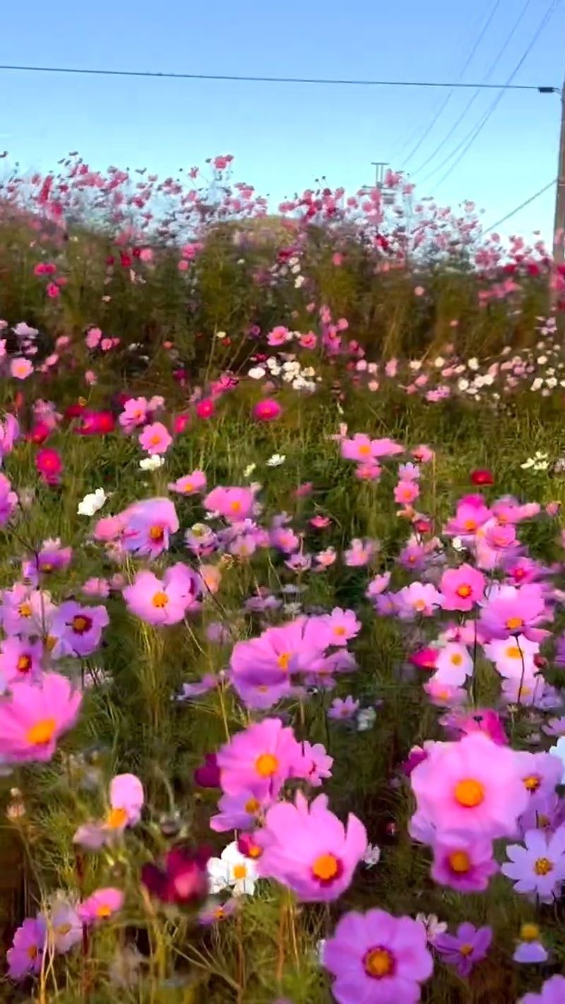 Cosmos