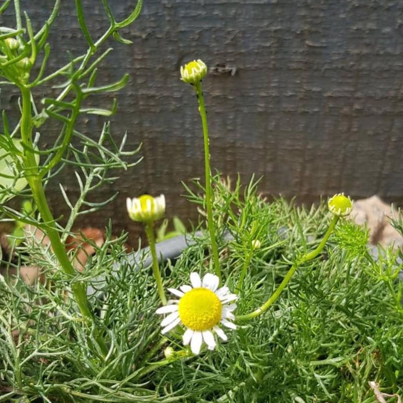 Roman Chamomile