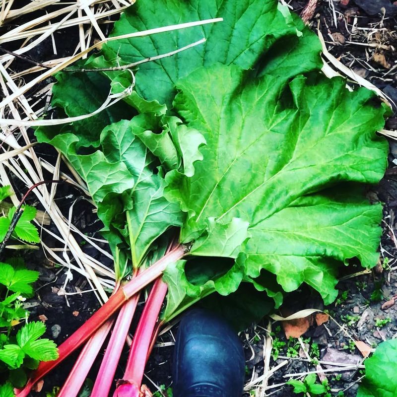 Rhubarb
