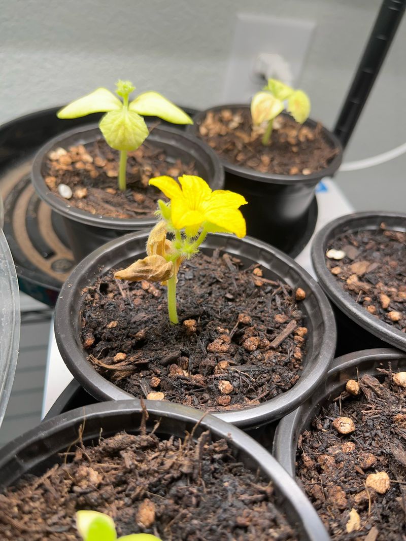 Remove Flowers In Early Growth