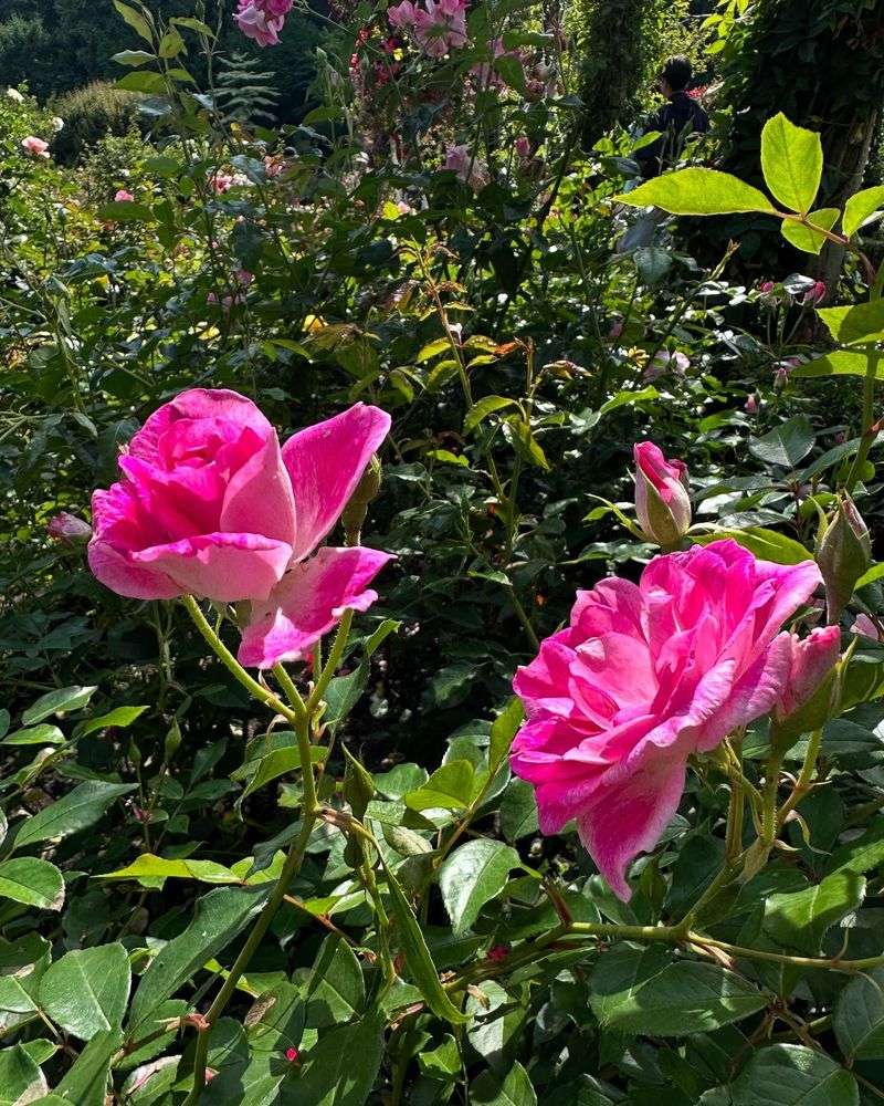 Seasonal Adjustments Save Your Bushes