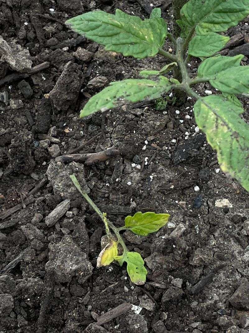 Poor Transplant Success