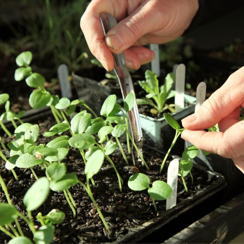 Handle Plants By Their Leaves