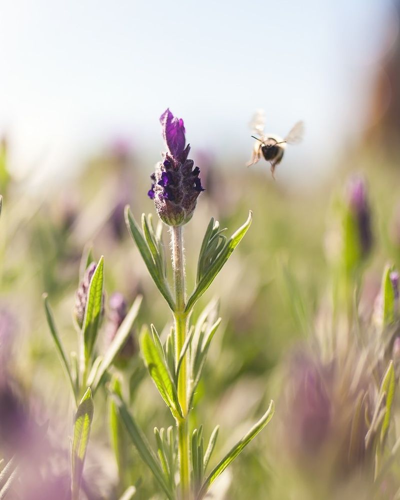 Lavender