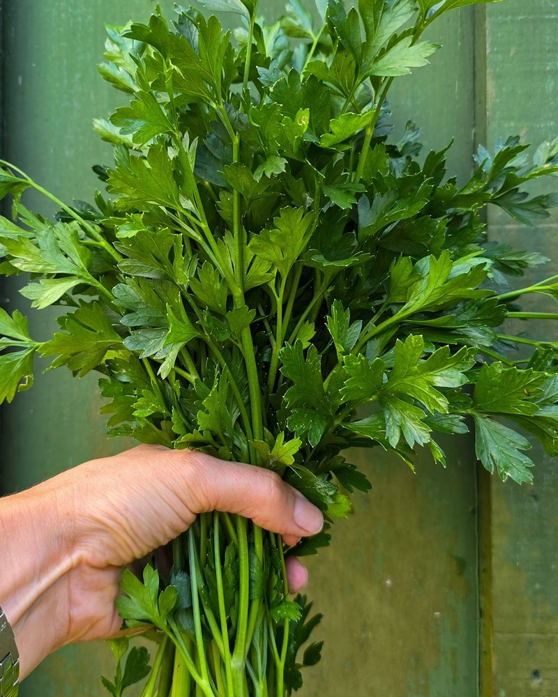 Parsley