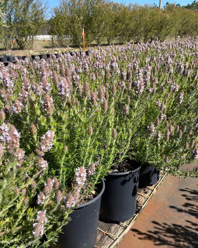 Pennyroyal
