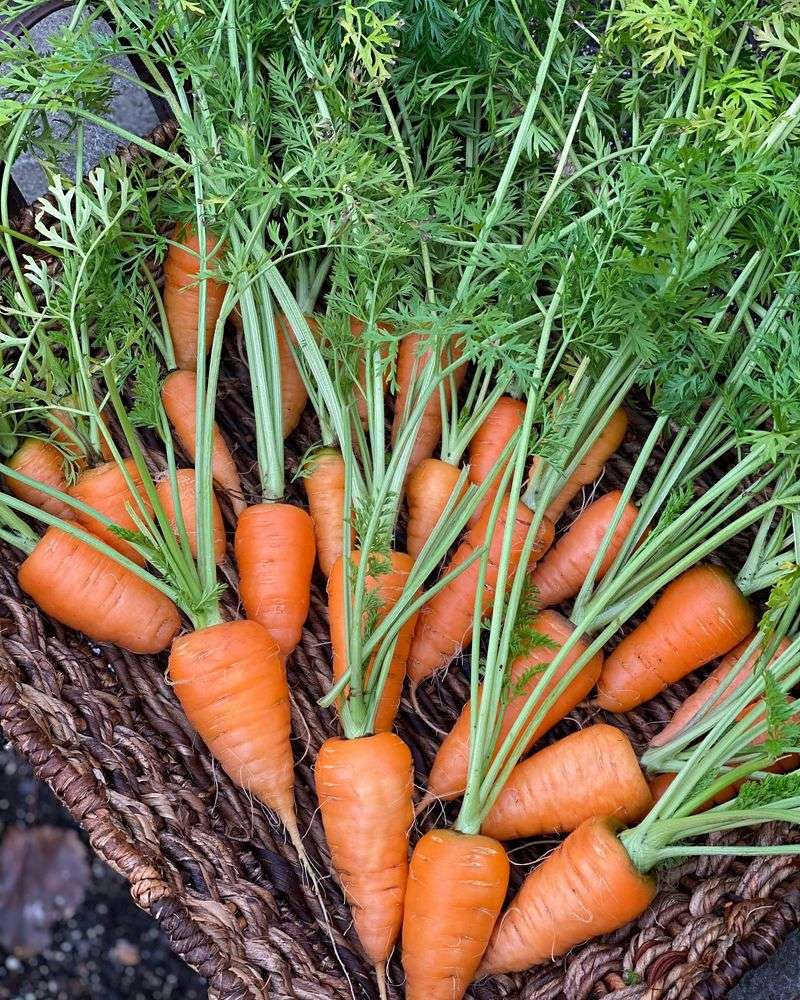 Baby Carrots