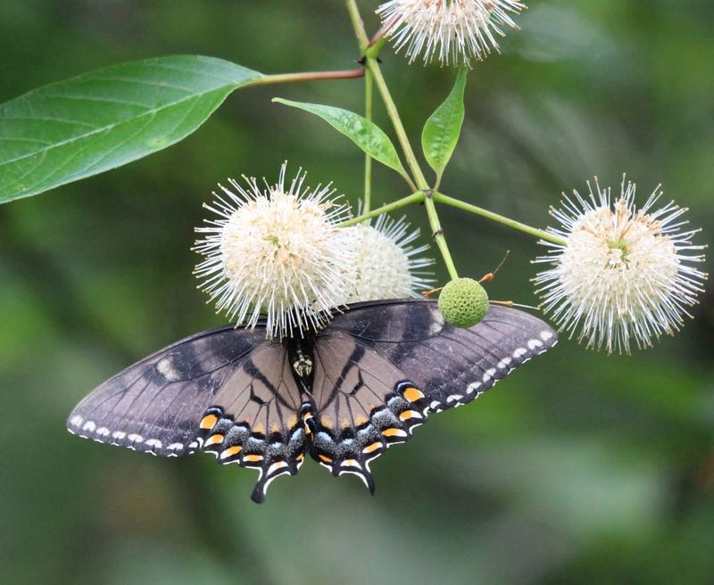 Buttonbush
