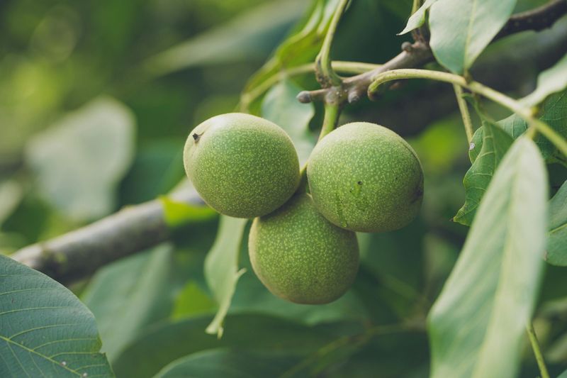 Black Walnut Trees: Toxic Neighbors