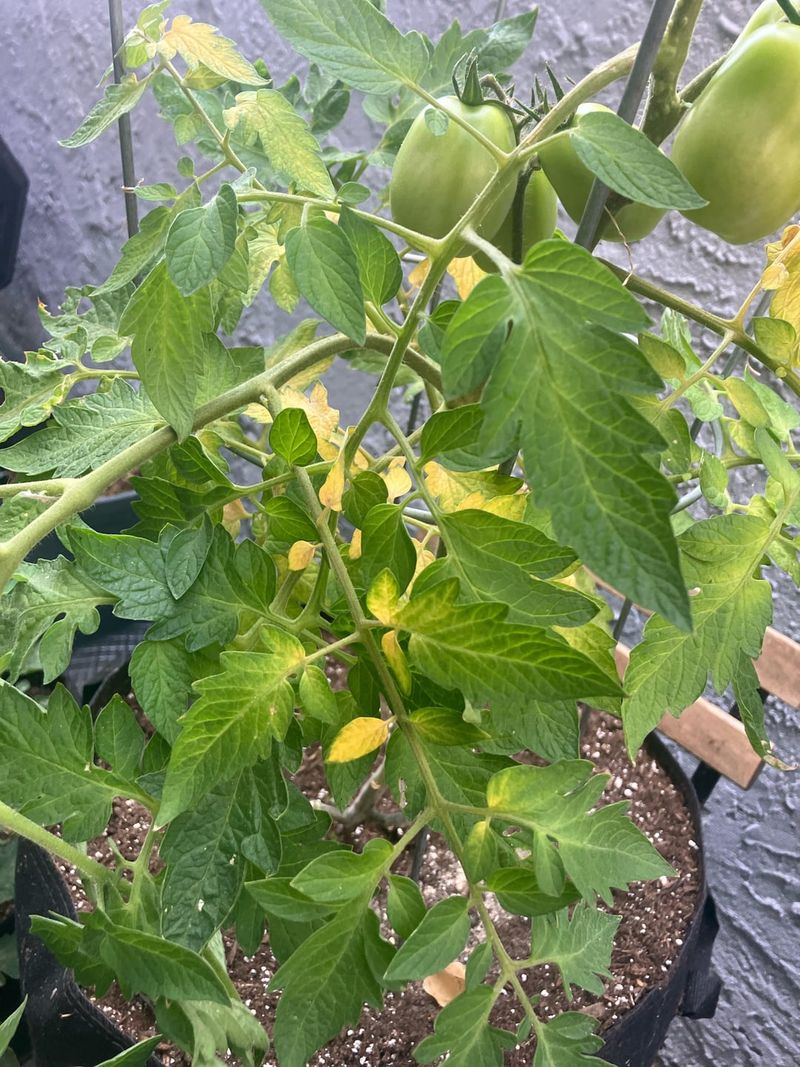 Phosphorus Focus For Fruiting