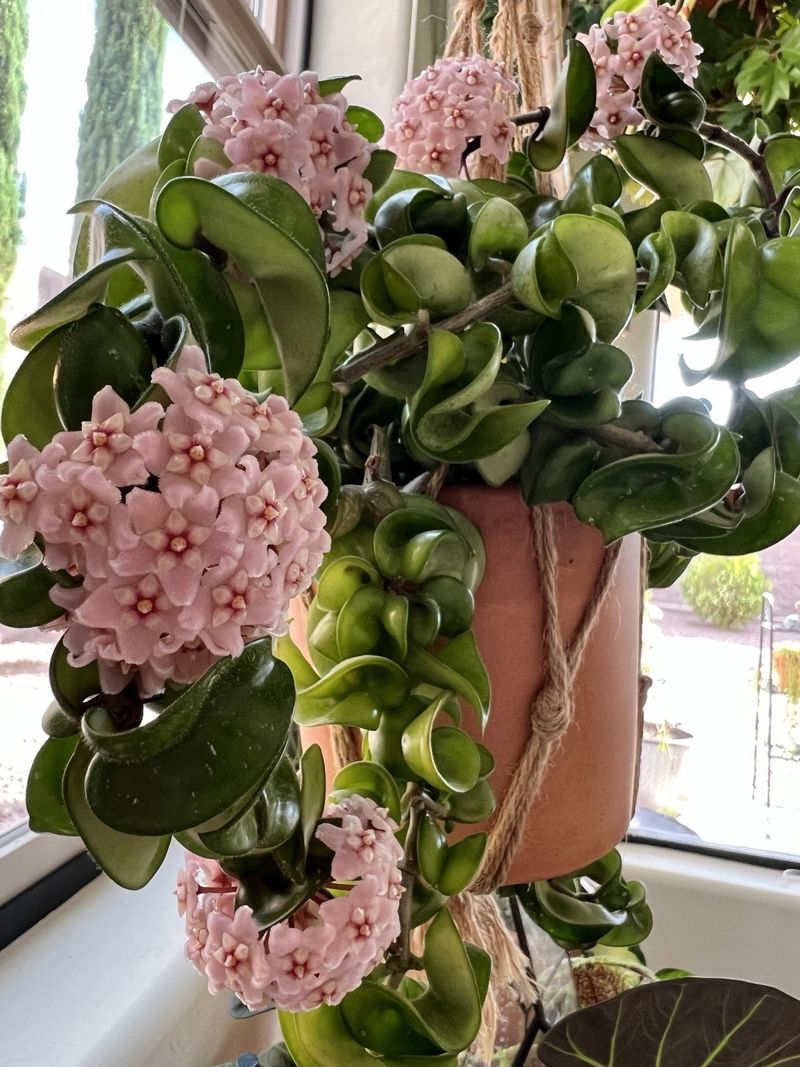 Wax Plant (Hoya Carnosa Compacta)