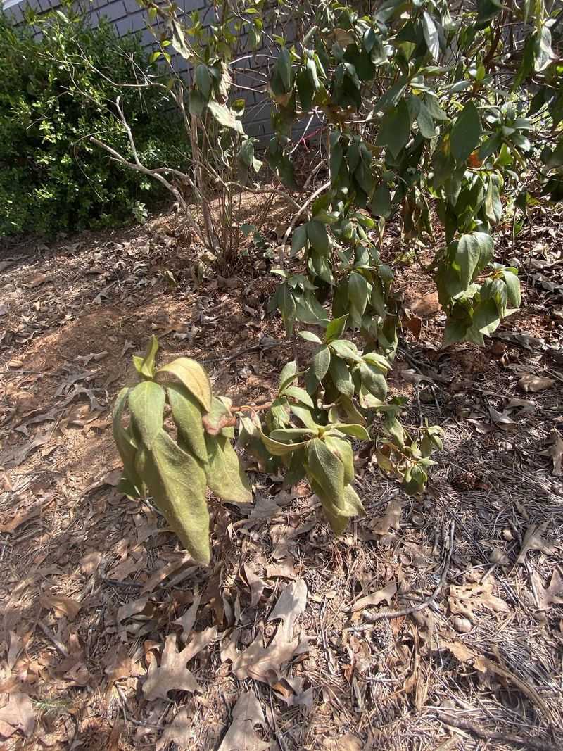 Heavy Clay Soil