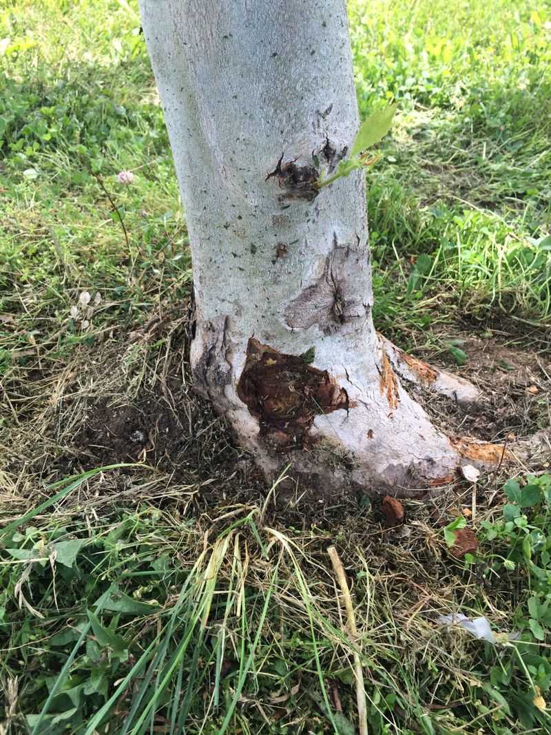 In Lawn Areas Without Protection