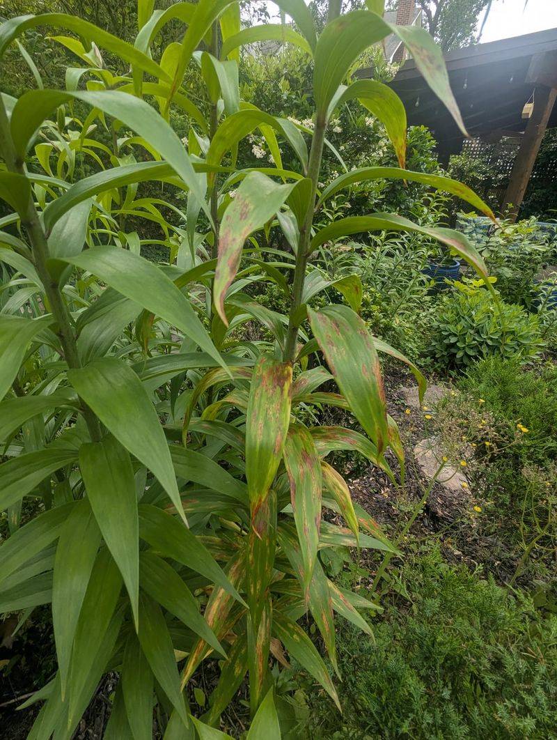 Stem Discoloration