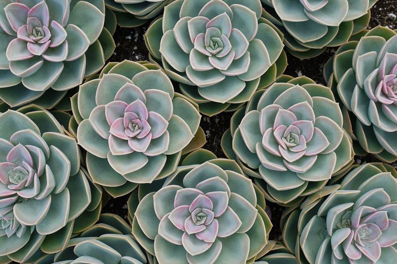 Disappointing: Overused Succulents