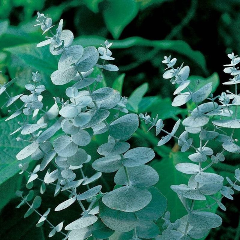 Eucalyptus Silver Dollar