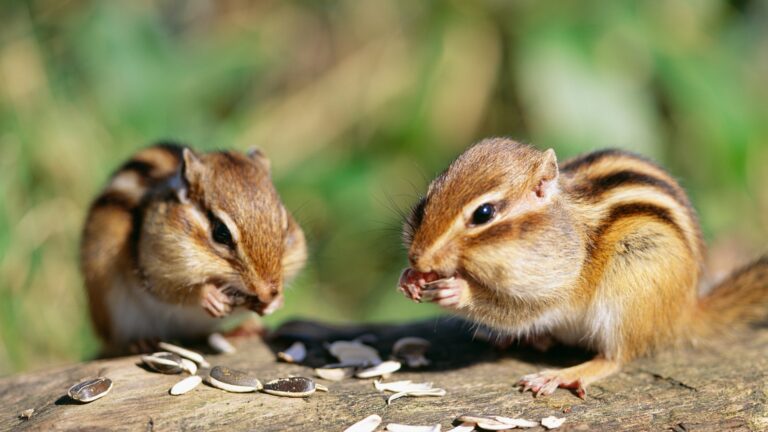 Chipmunks