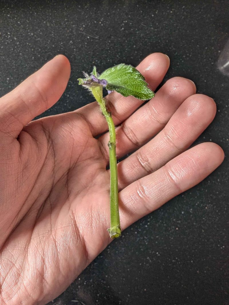 Propagation For Perpetual Blooms