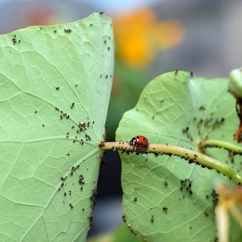 Pest Management Approaches