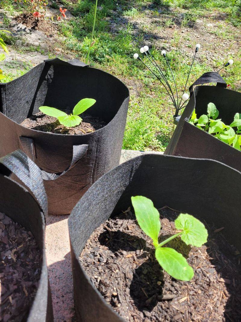 Succession Planting