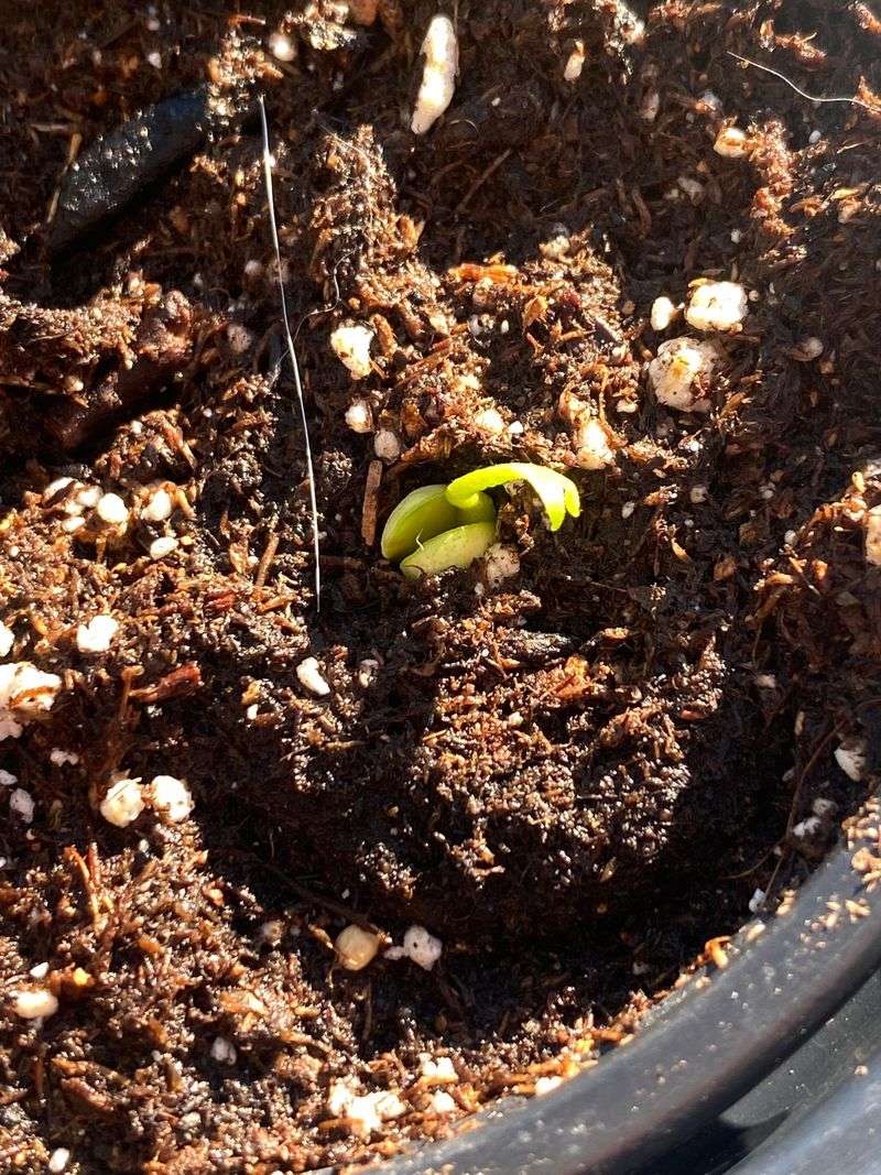 Seed Germination Acceleration
