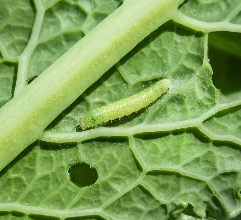 Growth Stunting of Young Plants