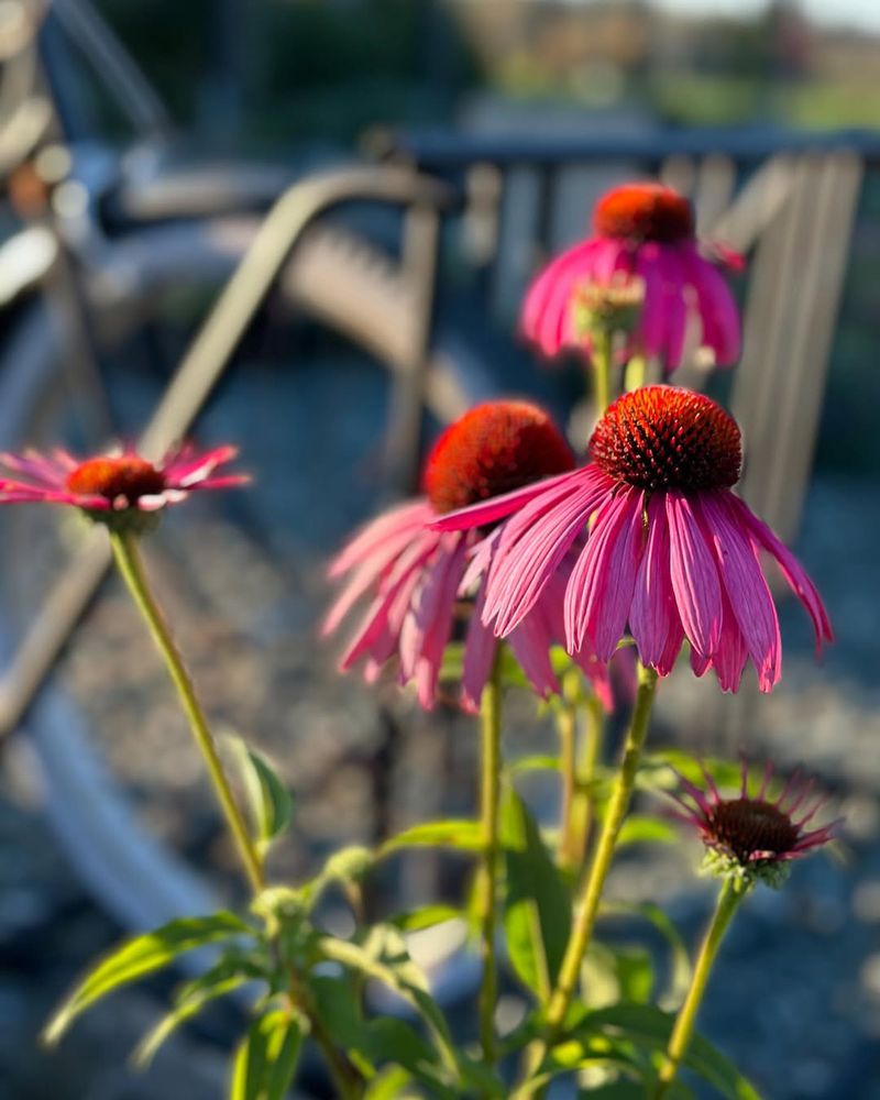 Try 'Magnus' Variety