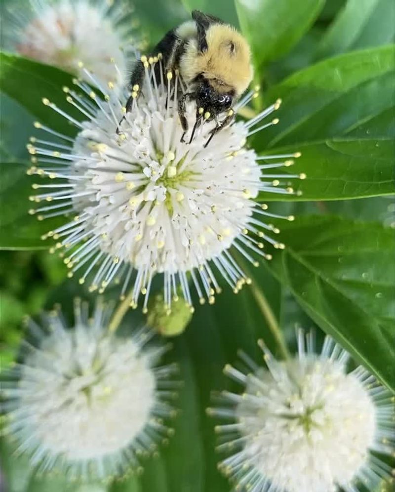 Support Pollinators