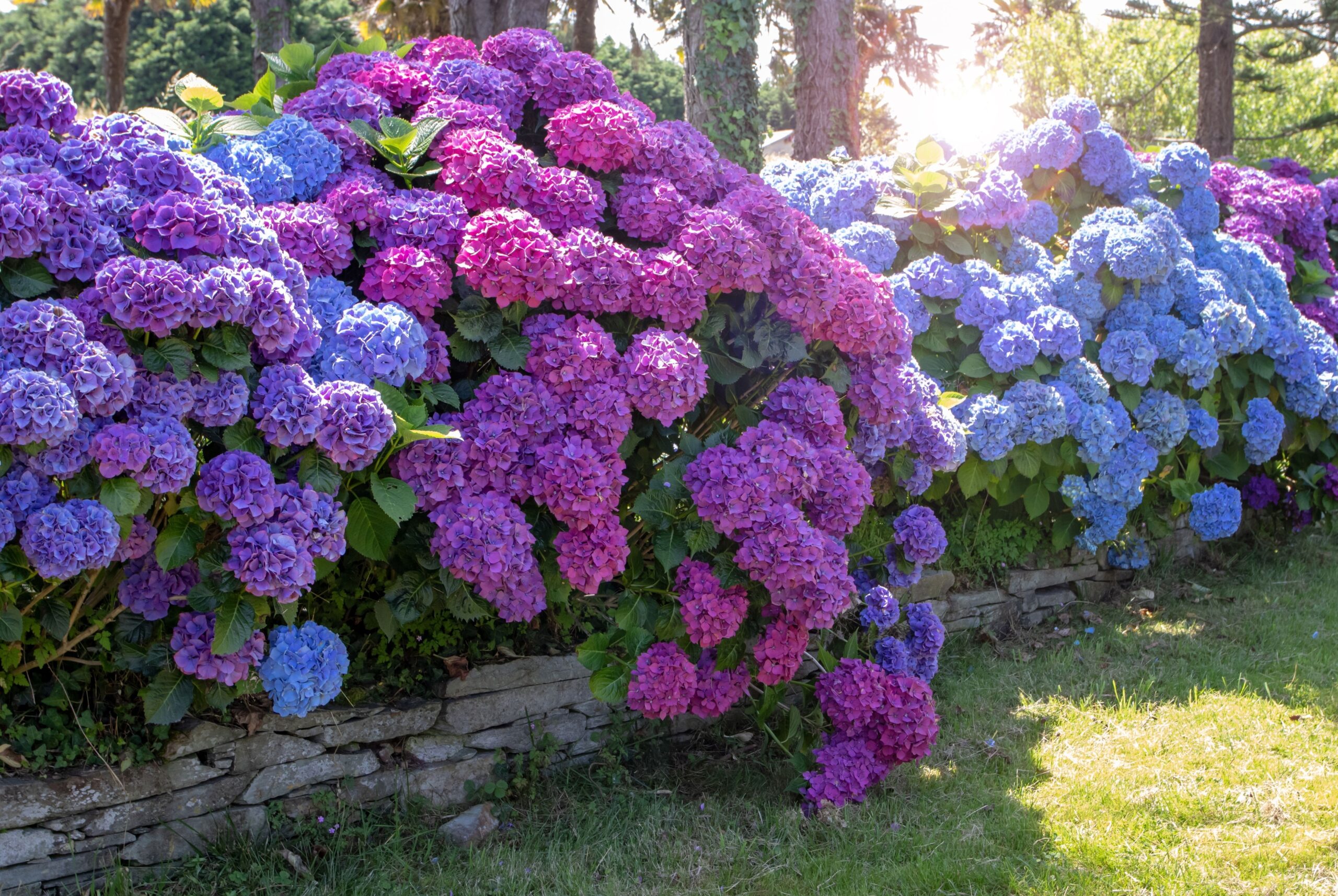 hydrangea in bloom