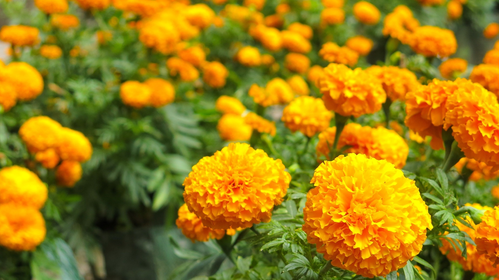 marigold flower display