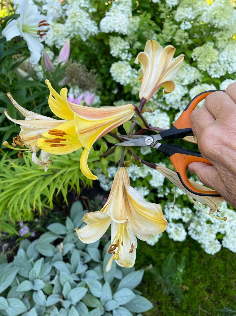 1. Extended Blooming Season