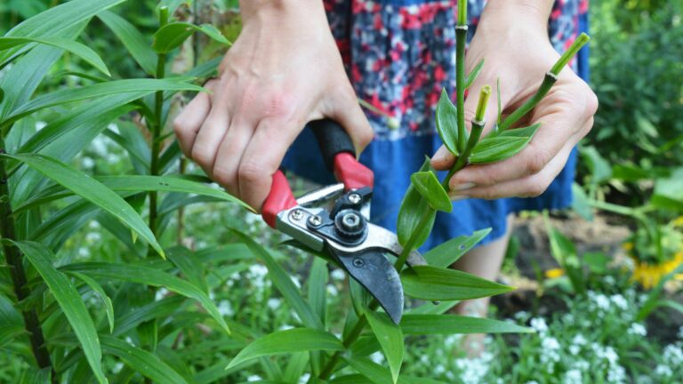 deadheading lilies