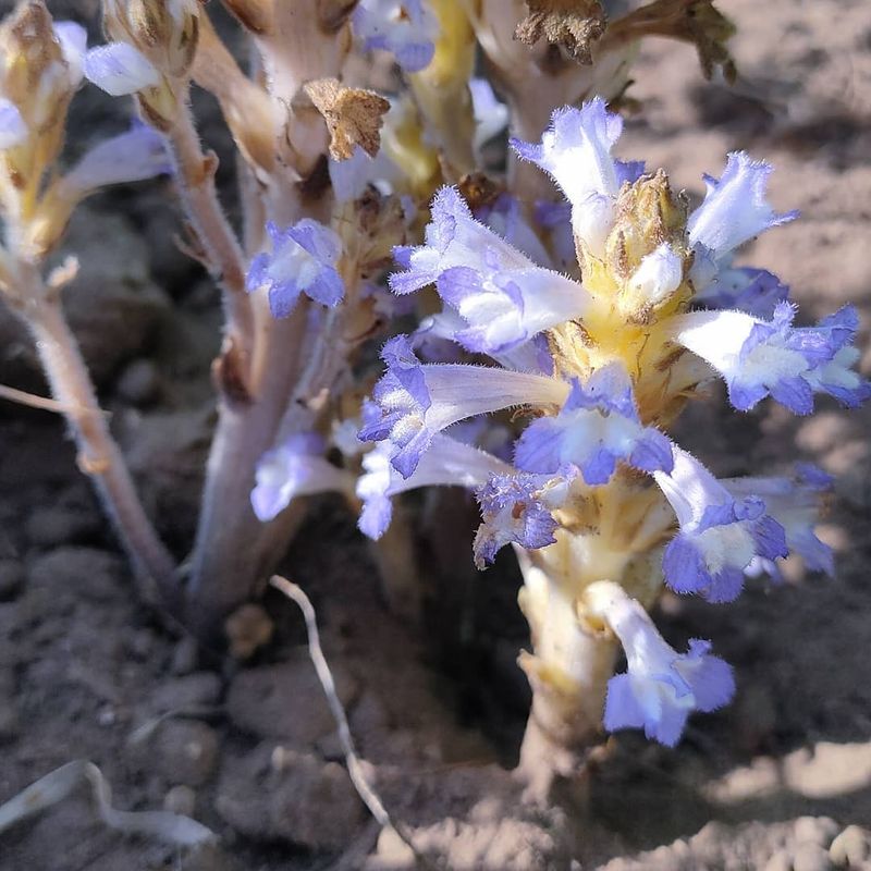 Broomrape
