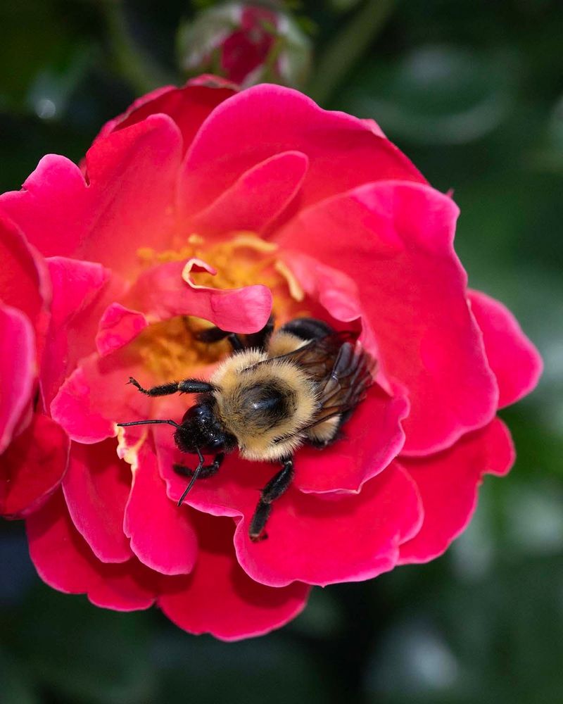 Single Knock Out Rose (Rosa 'Radrazz')