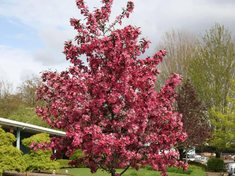 Crabapple (Malus)