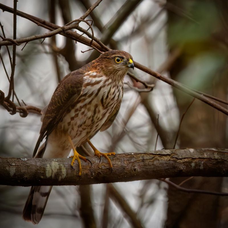 Sharp-shinned Hawks