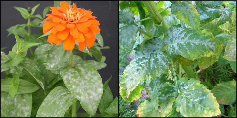 Never Ignore Signs of Disease While Deadheading