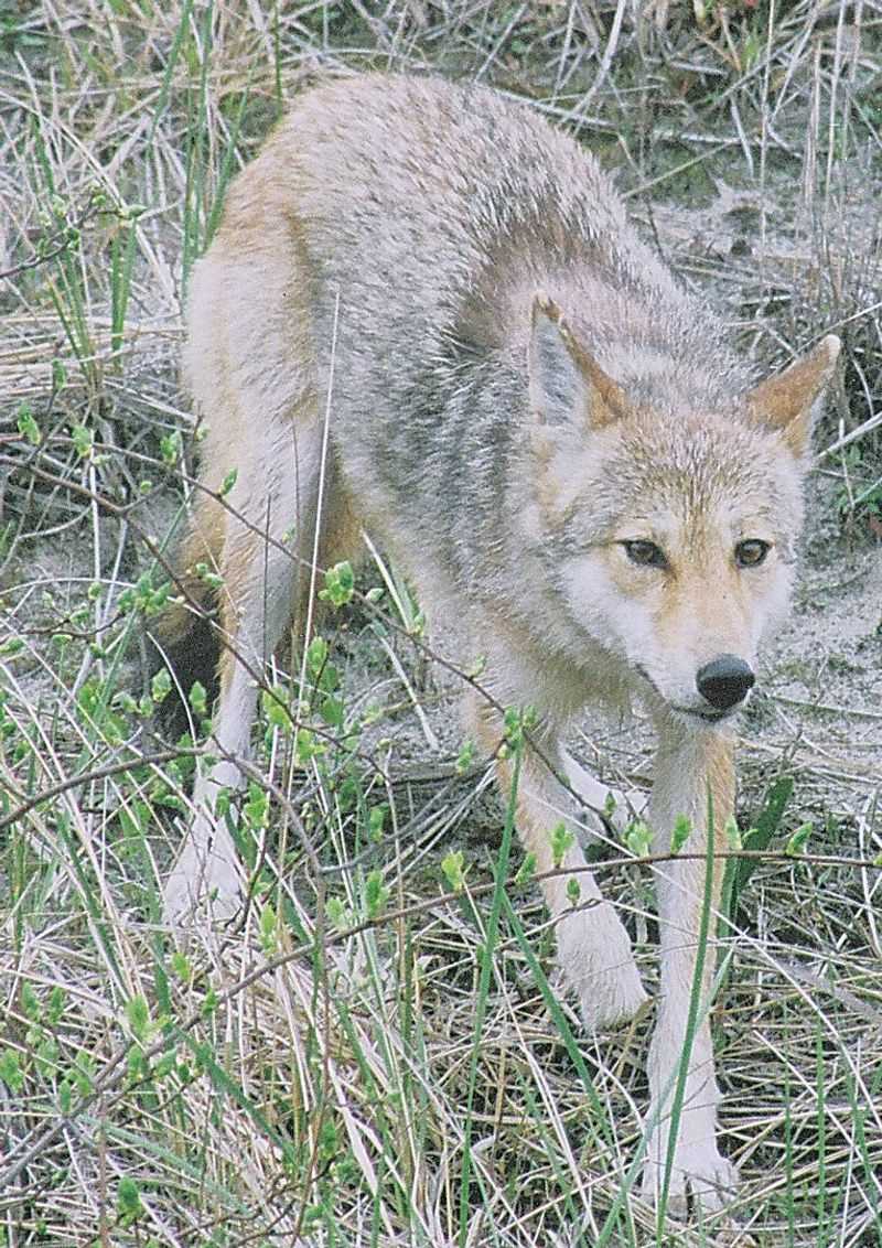 Don't Feed Coyotes