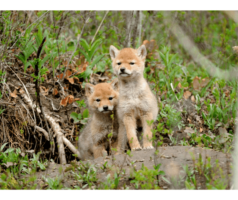 Don't Approach Coyote Pups