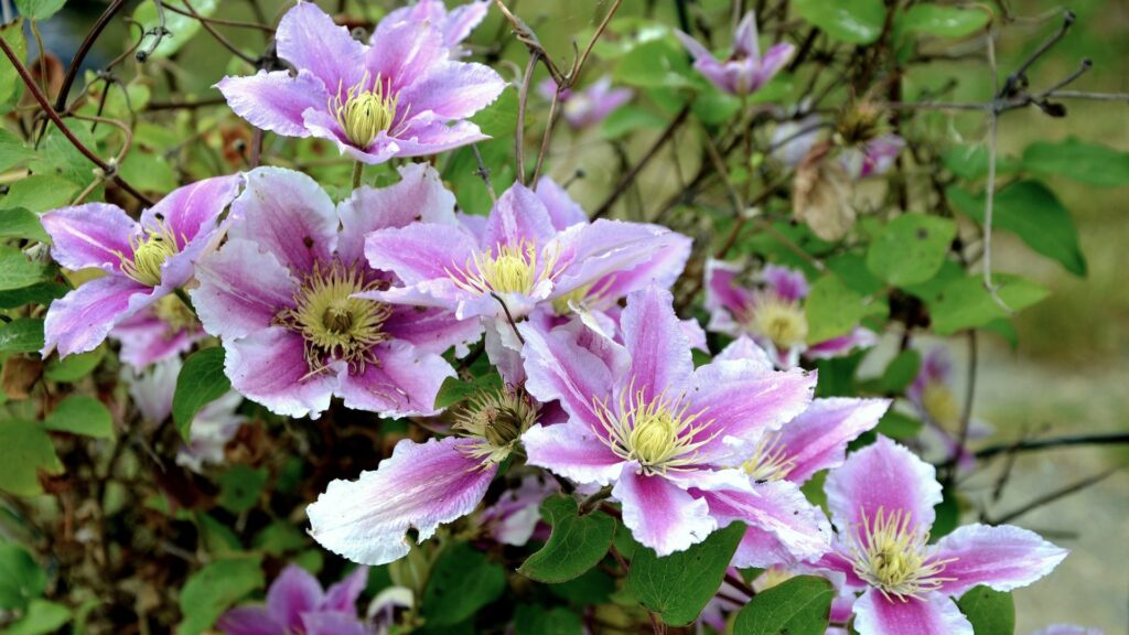 clematis