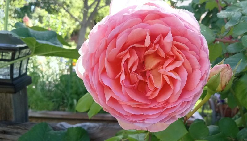 English Roses 'Abraham Darby'