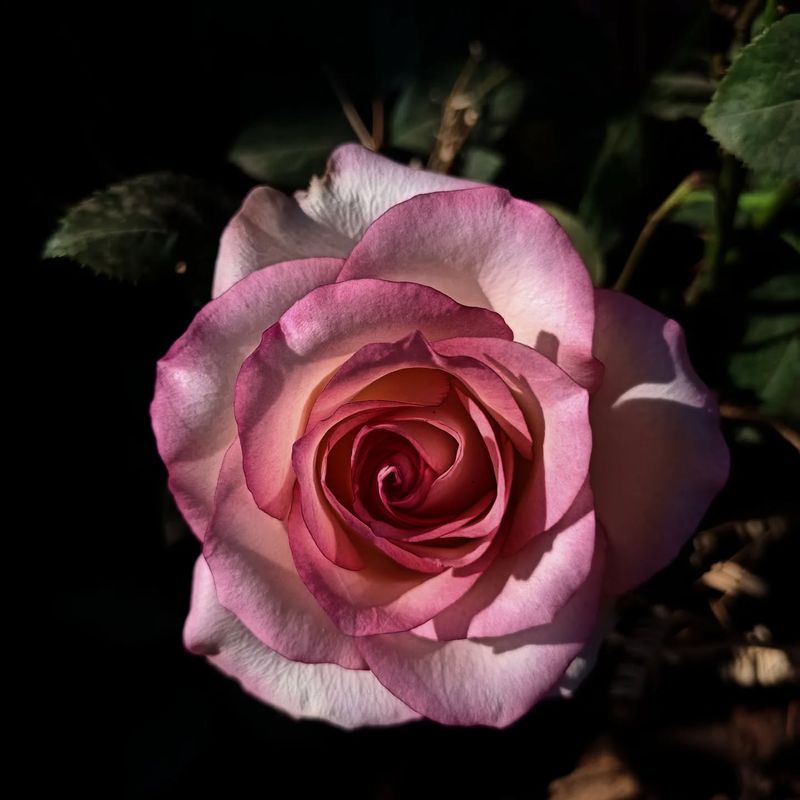 Modern Hybrid Tea Roses