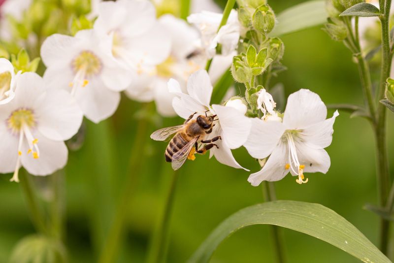 Neonicotinoid-Treated Plants