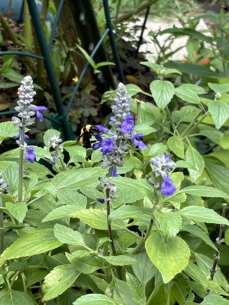 Annual Salvia Hybrids